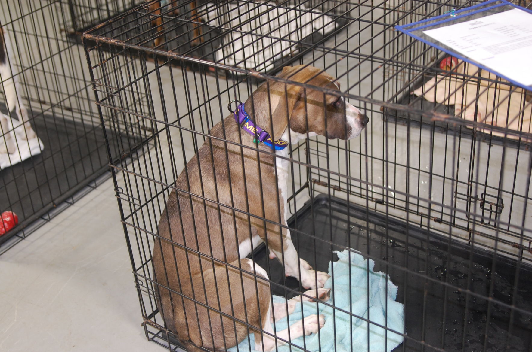 Piedmont animal rescue (6).JPG
